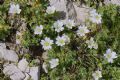 Cerastium alpinum